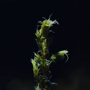 Olafur Arnalds New Moss